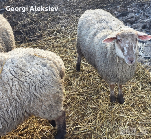 Овце от месодайни породи, снимка 7 - Овце - 53749231