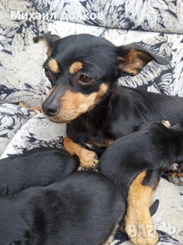 продадени са , снимка 1