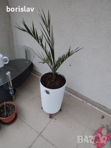 Палми Трахикарпус и Вашингтон, снимка 8 - Стайни растения - 14936682