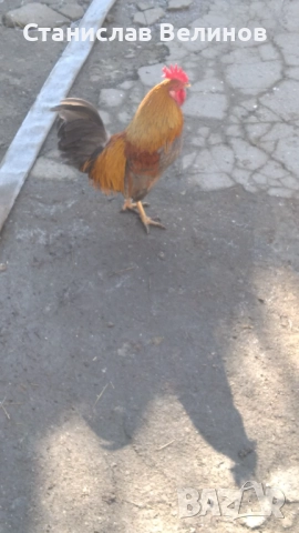 Продавам  петле полуджинка