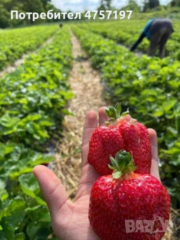 Расад ягоди и малини, снимка 2 - Разсади - 53767445