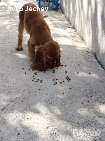 Кокер Шпаньол , снимка 1
