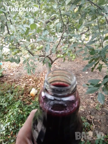 Записвам за Концентрат Сироп от черен бъз Бран в екологично чист район., снимка 3 - Домашни напитки - 50838967