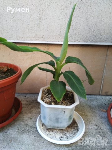 Бананова палма, снимка 1 - Градински цветя и растения - 41860753