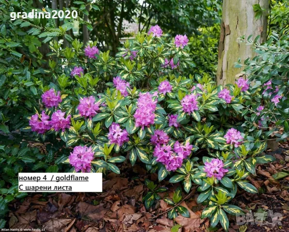 Рододендрон