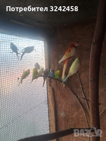Продавам папагали и клетки , снимка 11 - Папагали - 52510763