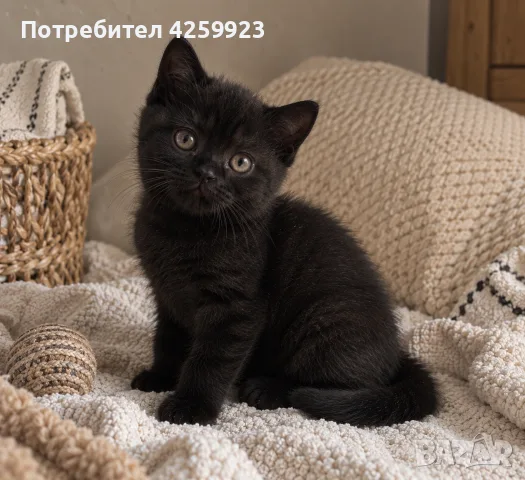     Чистокръвни британски котенца с шампионски произход 🖤, снимка 4 - Британска късокосместа - 56135812