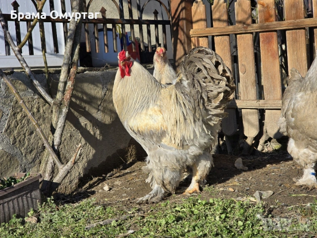 Продавам разплодни яйца от Брама Изабела/Brahma Isabella, снимка 2 - Кокошки и пуйки - 50242130