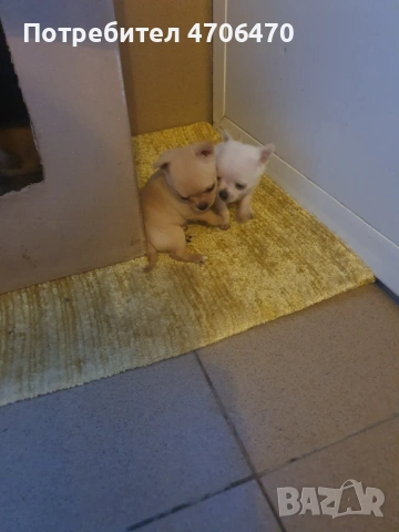 МИНИ ЧИХУА, снимка 4 - Чихуахуа - 53067782