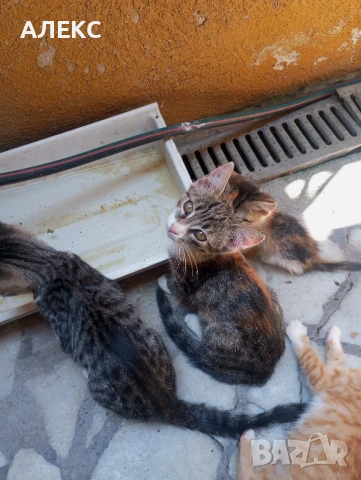 ПОДАРЯВАМ КОТЕНЦА, снимка 13 - Мейн кун - 50985226