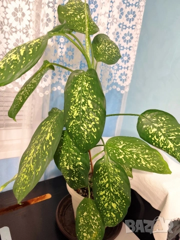 Продавам саксия с декоративно растение Дифенбахия., снимка 4 - Стайни растения - 25209673