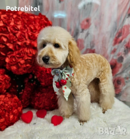 Мини пудел априкот , снимка 3 - Пудели - 53797935