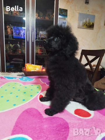 Мини пудел, снимка 4 - Пудели - 52673460