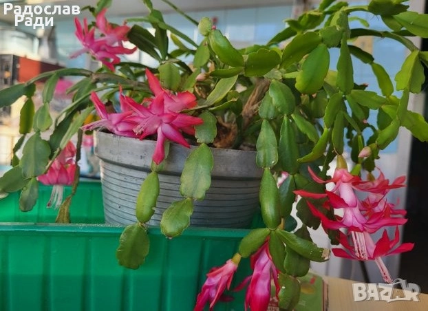 Цвете индрише алое вера лилава детелина коледниче дървото на живота, снимка 15 - Стайни растения - 37613358