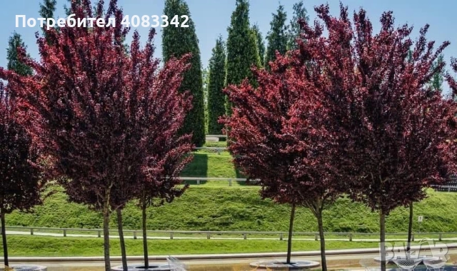 Червенолиста Слива