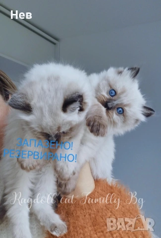 Ragdoll рагдол/регдол  коте мъжко, снимка 2 - Други - 51000590
