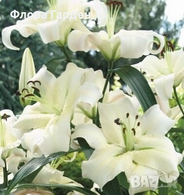 ЛИЛИУМ - Луковици/ПРЕДВАРИТЕЛНИ ПОРЪЧКИ, снимка 13 - Сортови семена и луковици - 40209682