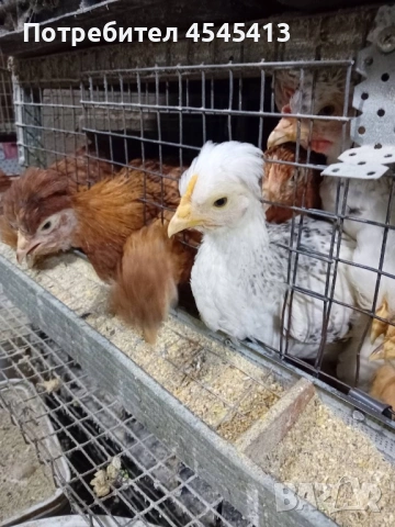 Кокошки ярки, уоман барун, бял легхорн и спербек пилета от селски кокошки, снимка 10 - Кокошки и пуйки - 52341582