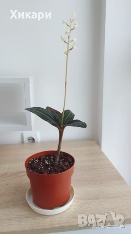 Лудизия Скъпоценна орхидея - Ludisia Discolor, снимка 5 - Стайни растения - 51258525