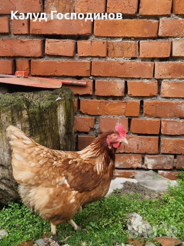 Продавам кокошки