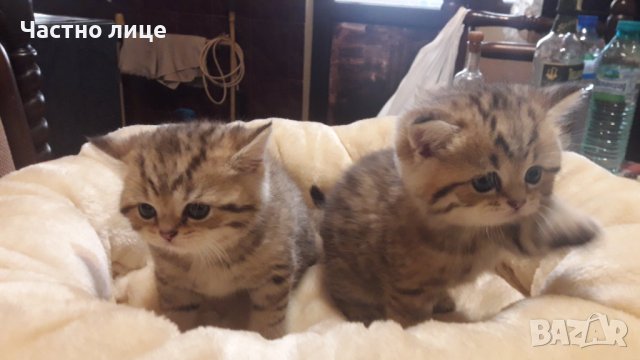 Британец златна чинчила за разплод , снимка 14 - Чинчили - 38819551