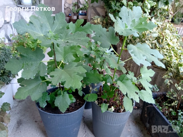 Бяла смокиня с височина 50-60 см., снимка 3 - Градински цветя и растения - 52731293