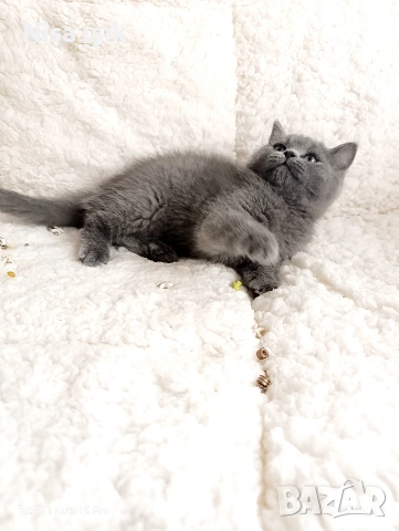 уникален подарък за вашите любими последни 2 момиченца и 1 момченце, снимка 3 - Британска късокосместа - 53782302