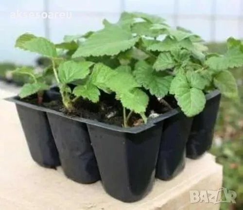 100 бр Висококачествени нови плодови семена от хранителна Къпина здравословни къпини антиоксидант , снимка 9 - Сортови семена и луковици - 49272532