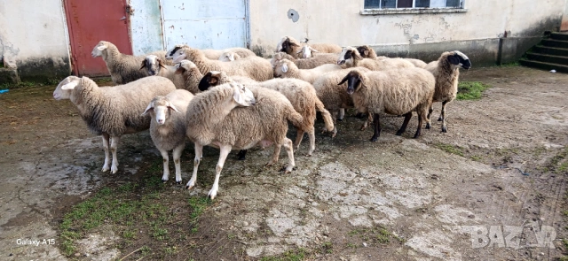 Свободни овце и кочове!, снимка 5 - Овце - 53276147