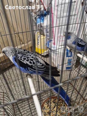 Аделаидски и син пенант папагали , снимка 3 - Папагали - 53338313