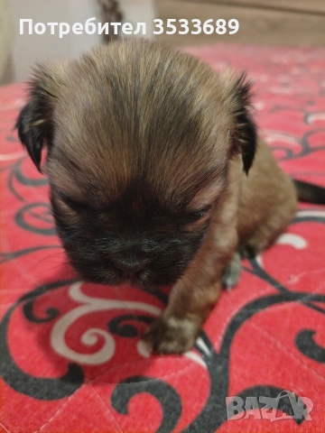 Продавам малки пекита, снимка 11 - Пекинез - 53537838