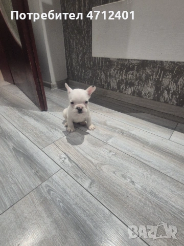 Френски булдог, снимка 5 - Френски булдог - 53140014