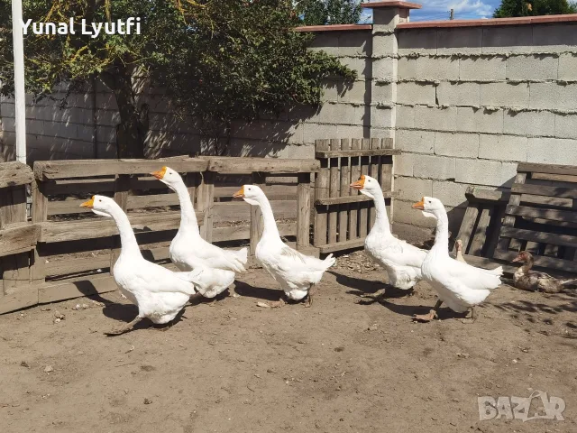 Бели лебедови гъски 