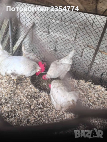 кокошки легхорн продава и яица