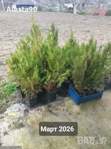 източна туя, снимка 7 - Разсади - 45492030