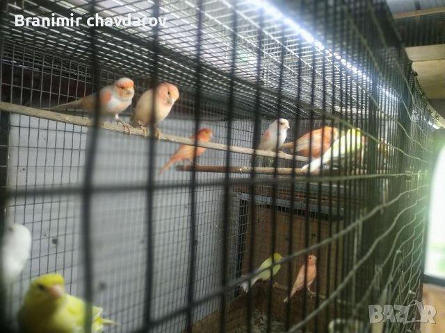 Продавам канари, снимка 3 - Канари - 41390002