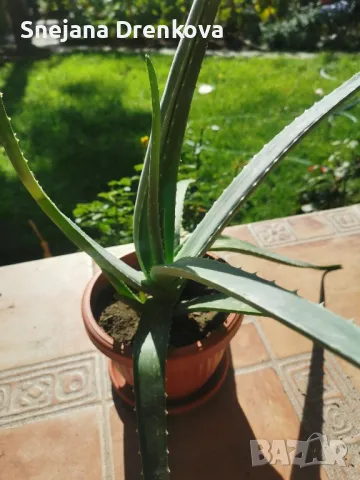 Алое вера Barbadensis.(ядливо), снимка 2 - Стайни растения - 47264224