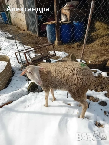 Продавам три женски шилета и един овен, снимка 2 - Овце - 53558975