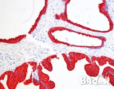 Основен фуксин 99 % прах за приготвяне на антисептични и антимикотични разтвори., снимка 2 - Други - 53731602