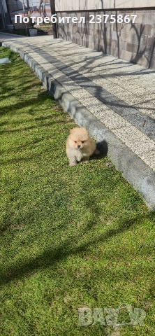 мъжко померанче,померан, снимка 7 - Померан - 53830644