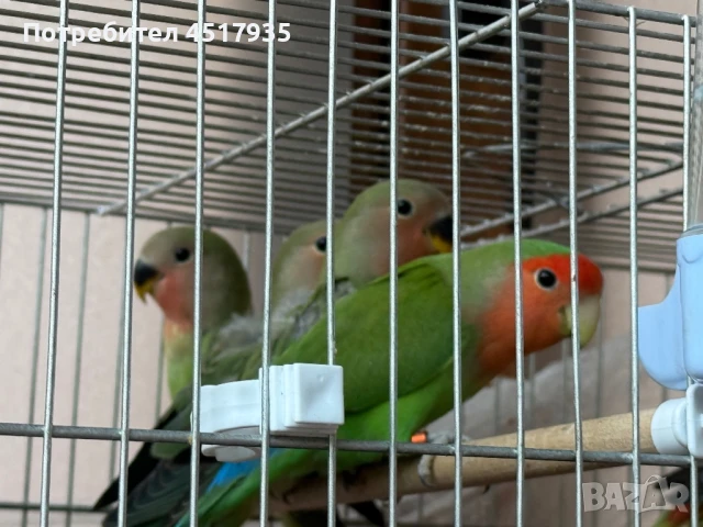 Папагали неразделки, снимка 5 - Папагали - 50979049
