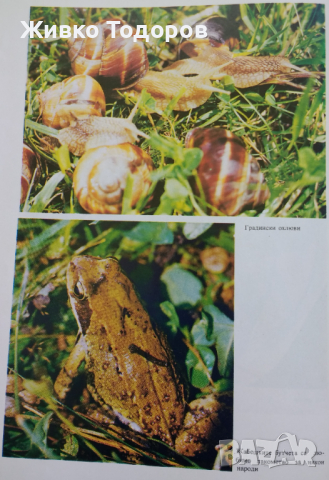 Готварски книги, снимка 10 - Енциклопедии, справочници - 44568313