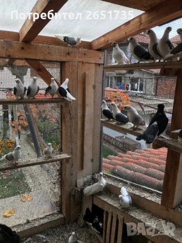 Гълаби, снимка 9 - Гълъби - 52166248