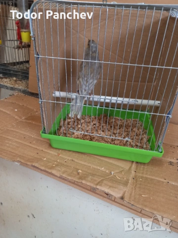 Канари, снимка 4 - Канари - 53841838