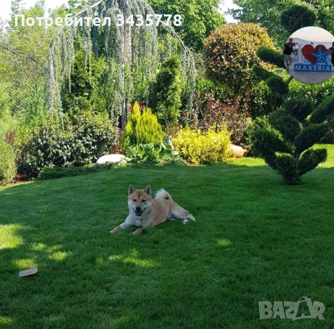 шиба ину момиченце, снимка 4 - Шиба ину - 53829584