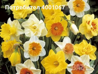 Луковици на нарцис, снимка 1