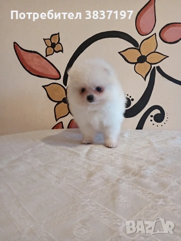 2 момичета и 2 момчета , снимка 3 - Померан - 53721791