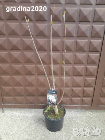 Магнолия Sunrise - жълто с розово, снимка 6 - Разсади - 53567030