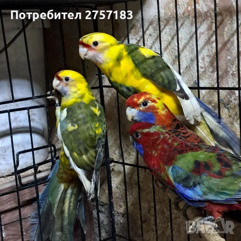 продавам пенатови розела и страка, снимка 3 - Папагали - 53577720