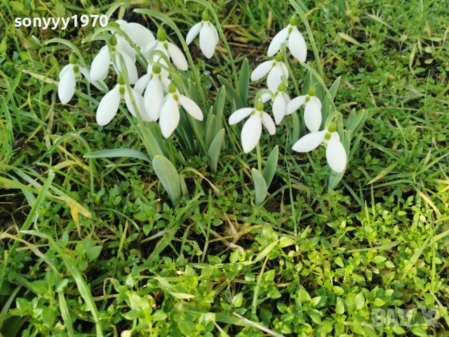 LOT КОКИЧЕТА ЗА МОМИЧЕТА 0902261847, снимка 3 - Градински цветя и растения - 53417887